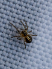 Araneidae
