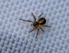 Araneidae