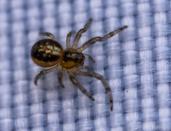 Araneidae