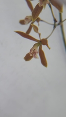 Encyclia candollei