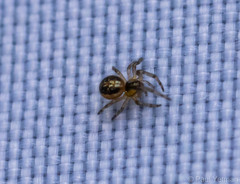 Araneidae