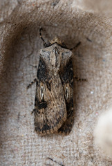 Agrotis puta