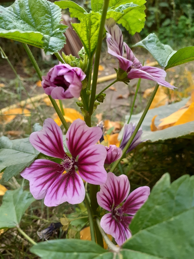 Malva de campo desde Catriel el 08 de mayo de 2021 a las 12:31 de