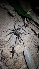 Lycosa erythrognatha