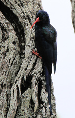 Phoeniculus purpureus marwitzi