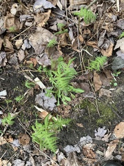Phegopteris connectilis
