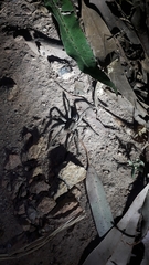 Lycosa erythrognatha