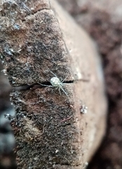 Theridion varians