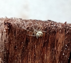 Theridion varians
