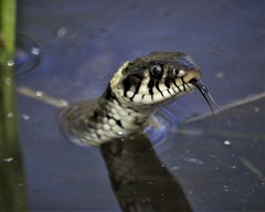 Natrix natrix