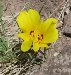 Calochortus aureus