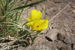 Calochortus aureus