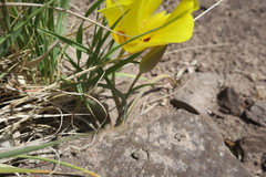 Calochortus aureus