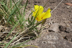Calochortus aureus