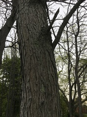 Gymnocladus