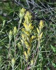 Castilleja flava flava