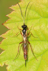 Cymodusa distincta