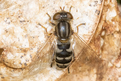 Anasimyia anausis