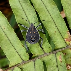 Erthesina acuminata