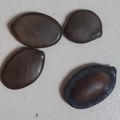 Schizolobium parahyba