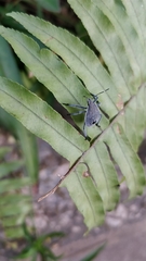 Erthesina acuminata