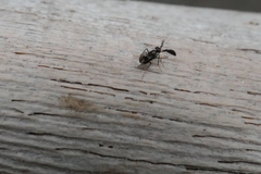 Cryptanusia aureiscutellum