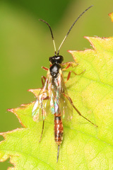 Cymodusa distincta