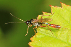 Cymodusa distincta