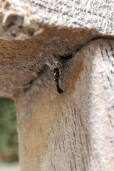 Cryptanusia aureiscutellum