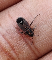 Aspilocoryphus mendicus