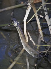 Natrix natrix