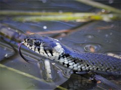 Natrix natrix