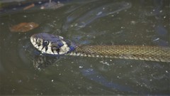 Natrix natrix