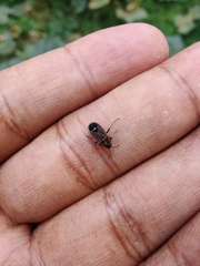 Aspilocoryphus mendicus