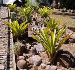 Bromeliaceae