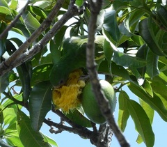 Brotogeris versicolurus