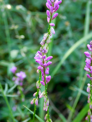 Polygala molluginifolia