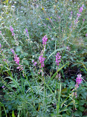 Polygala molluginifolia