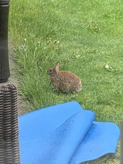 Sylvilagus floridanus