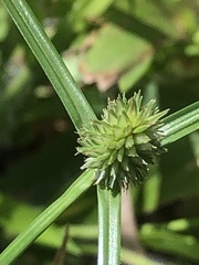 Cyperus sesquiflorus