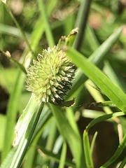 Cyperus sesquiflorus
