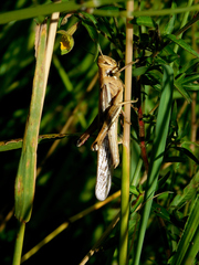Schistocerca cancellata