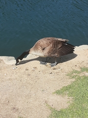 Branta canadensis