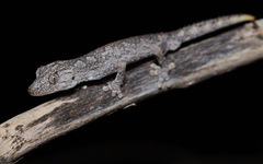 Strophurus ciliaris aberrans