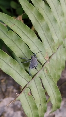 Erthesina acuminata