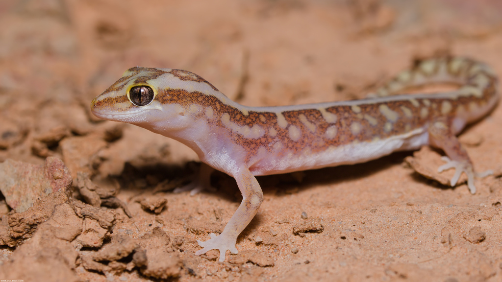 Pale-snouted Ground Gecko