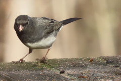 Junco