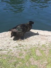 Anas platyrhynchos domesticus