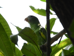 Brotogeris versicolurus