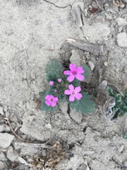 Glandularia delticola